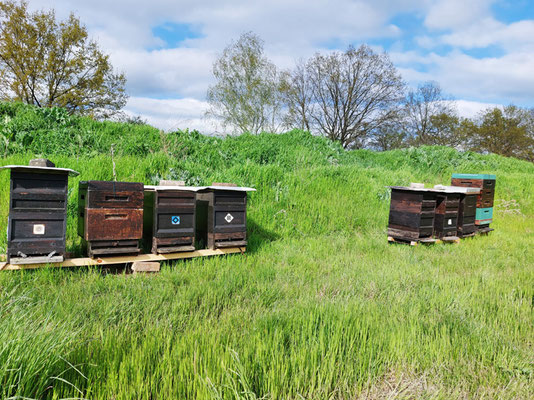 Bienenkästen in der Landschaft, Foto: Imker M. John