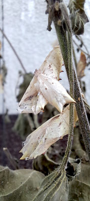 Tagpfauenauge, leere Puppenhüllen, Foto: M. Dahlke, 2026