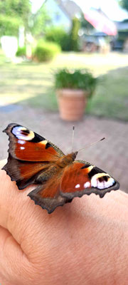 Tagpfauenauge, frisch geschlüpfter Falter, Foto: M. Dahlke, 2026