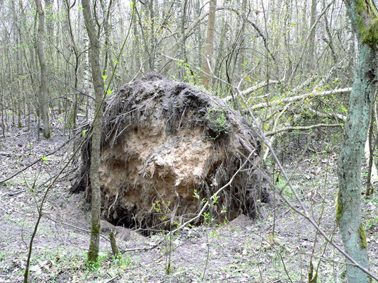 Biotop Baumscheibe, Foto: U. Postler