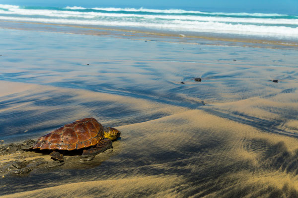 Gerettete Schildkröte Caretta Caretta am Cofete-Strand