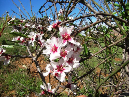 Mandelblüte auf Fuerteventura