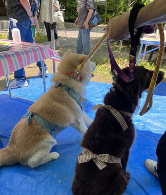 アニサポ ブログ アニマルサポート わんわんわん 犬と猫の保護ボランティア 里親 ご家族募集