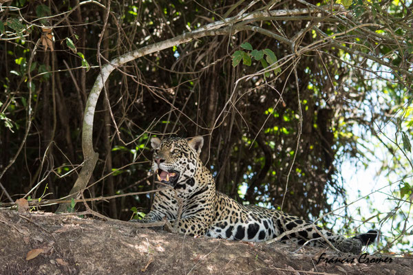 L'après midi, un nouveau jaguar
