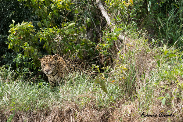 Encore un beau mâle jaguar.