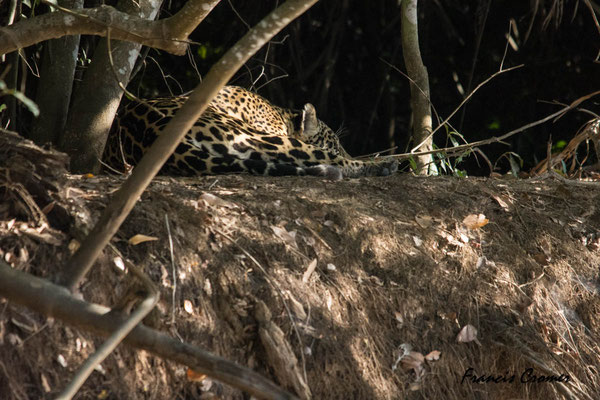 Premier jaguar, il dort
