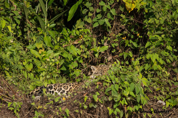En repartant le lendemain matin, un ami nous déniche ce jaguar poutan peu visible.