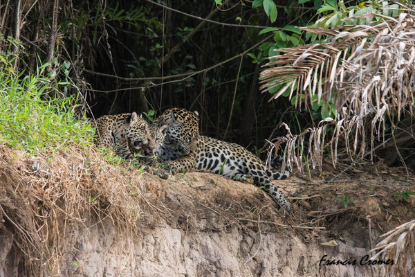 Jaguar avec ses deux jeunes.