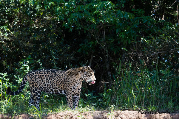 Plus loin on rencontre un autre jaguar.