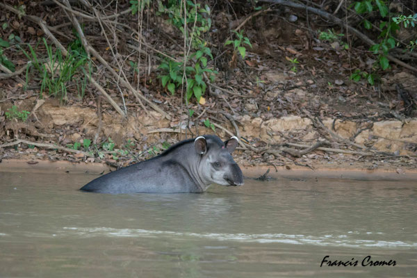 Le bain du tapir.