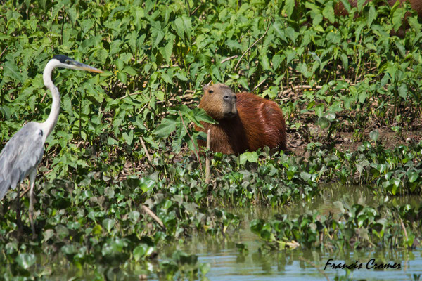 Capybara et héron cocoi