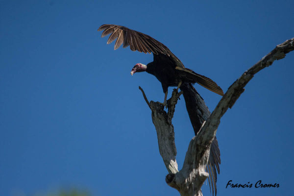 Urubu à tête rouge