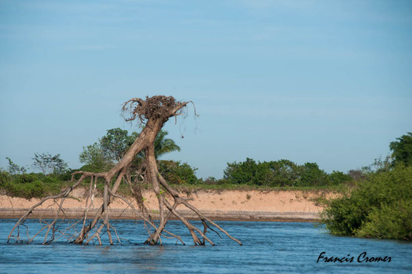 Un arbre reversé surement par une crue.