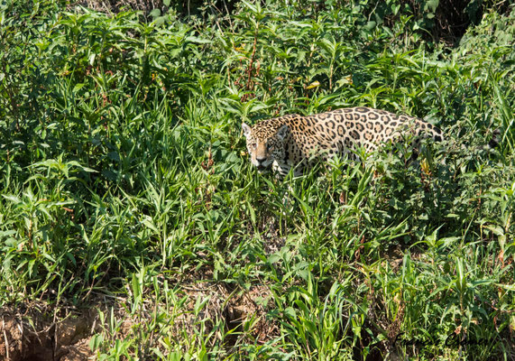 Jaguar borgne