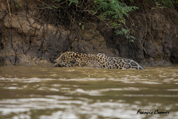 Jaguar à l'eau.