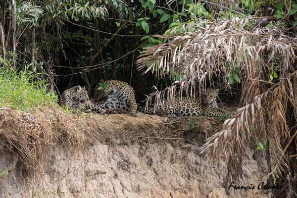 Jaguar avec ses deux jeunes.