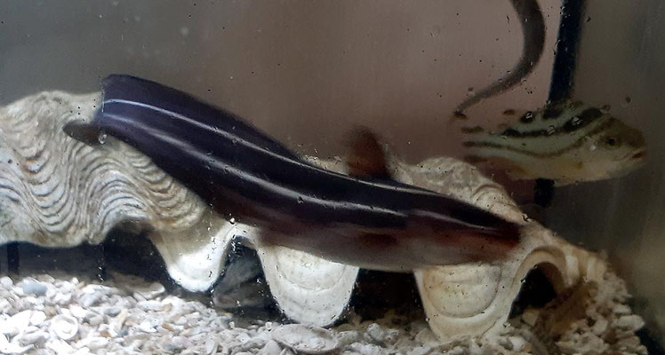 海水魚飼育 Imgrimomgrisnostalgiefantagy ページ 海水魚飼育 Imgrimomgrisnostalgiefantagy ページ