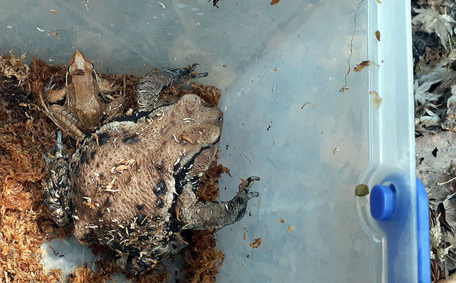 カエルやドンコ ギギを長年飼育してきたが 餌やりが困難であるので廃水槽にしました 22 4 10 Imgrimomgrisnostalgiefantagy ページ