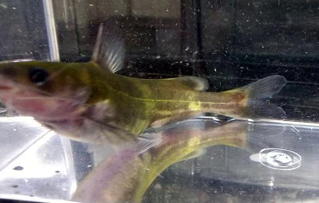 日本淡水魚飼育 Imgrimomgrisnostalgiefantagy ページ 日本淡水魚飼育 Imgrimomgrisnostalgiefantagy ページ