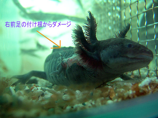 IMGRIMOMGRI'S AQUALIFE  ウーパールーパー