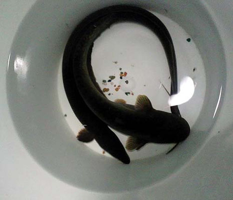 日本淡水魚飼育 Imgrimomgrisnostalgiefantagy ページ