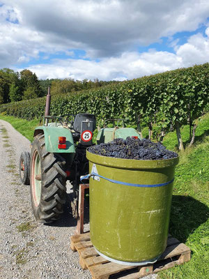 Ein Traktor, an welchem ein Fass voller Trauben befestigt ist, bringt die Trauben von den Reben zur Trotte