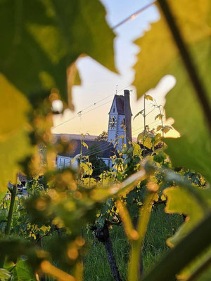 Zwischen den Blättern von Rebstöcken sieht man auf eine Kirche