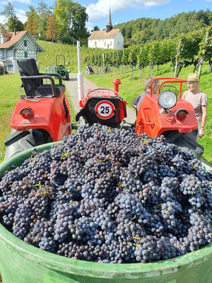 Ein Fass voller blauer Trauben. Das Fass ist an einem Traktor angehängt