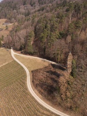 Vogelperspektive auf Rebstöcke neben einem Wald, an dessen Rand aus Holz ein Turm aufgebaut wurde