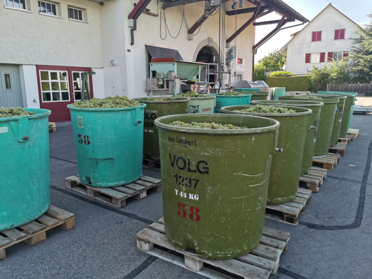 Traubenernte vor der Trotte