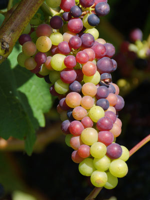 Die Traubenbeeren an einer Traube verfärben sich langsam von grün zu blau