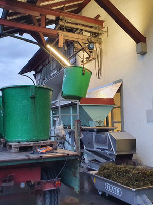 Vor der Trotte werden die Trauben aus den Kübeln geleert, um weiterverarbeitet zu werden