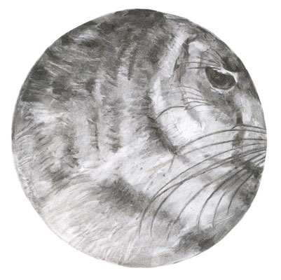 Dürer, 30 x 30 cm, fusain sur papier, 2010