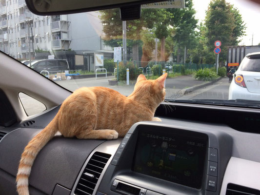 車中猫