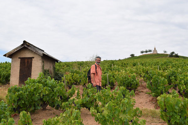 vineyard-lodge-cabotte-Fleurie-Beaujolais-France-wine-tourism