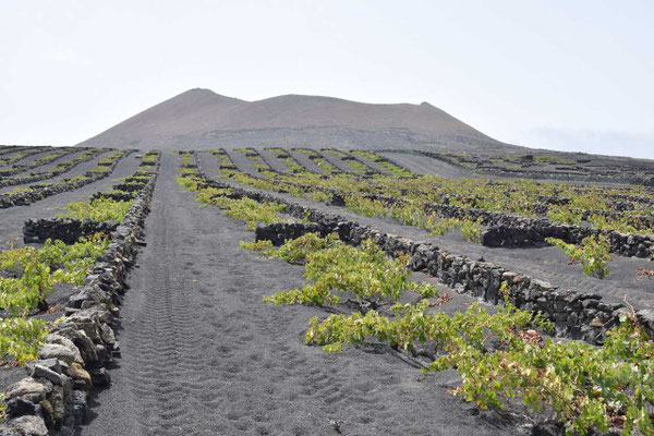vineyard-lanzarote-canary-islands