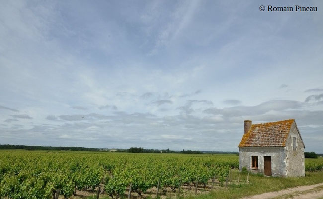 vineyard-lodge-Montlouis-sur-Loire-Loire-Valley-wine-tourism