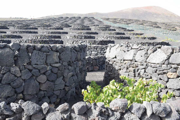 socos-vineyard-lanzarote-canary-islands