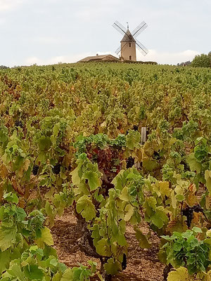 moulin-a-vent-vineyard-beaujolais-france-wine-tourism