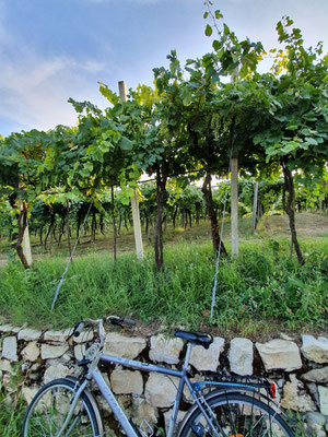 wine-tourism-Italy-Soave
