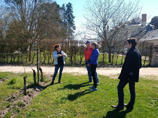 Guided tour in the vineyard in Bourgueil