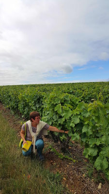 visit-winery-vineyard-cellar-Loire-Valley-wine-tours-wine-tasting-Tours-Vouvray-Amboise-Myriam-Fouasse-Robert