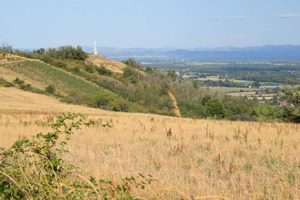 oenotourisme-vignoble-la-madone-champdieu-forez-loire-auvergne-france