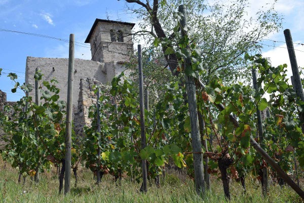 oenotourisme-saint-romain-le-puy-vignes-prieure-forez-loire-auvergne-france