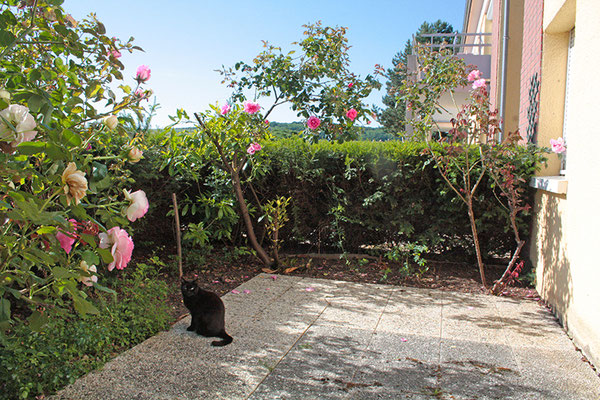 Les chats de nos résidents seniors sont les bienvenus