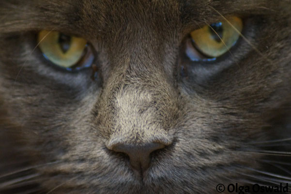 Bildergalerie Maine Coon Cattery Von Oswald Webseite