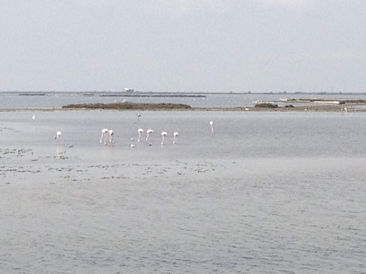 Flamingos in den Flachgewässern