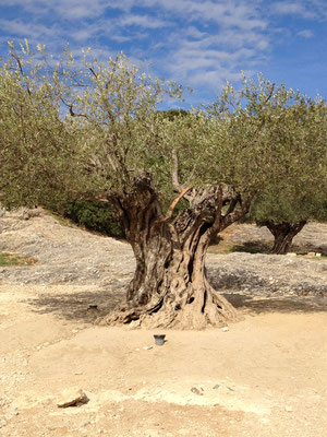 Ur-Alter Olivenbaum