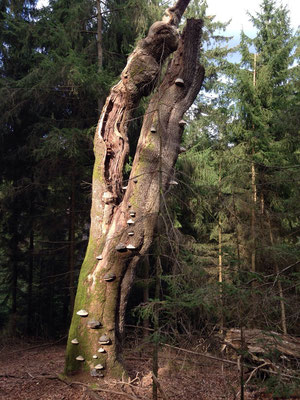 Mitten im Wald findet man solche Schätze