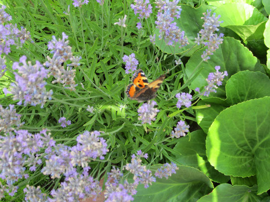 Überall um unser Haus findest Du Lavendel!